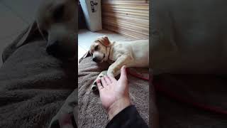 接地感～#labrador【＃ワンハウス #japan # One House #shorts #shortsyoutube #animals】2025年1月13日 #puppy