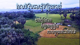 វាលស្រែ​នារដូវច្រូតកាត់