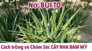 Cách Trồng và Chăm Sóc Cây Nha Đam Mỹ Trong Vườn Nở Bụi To Mập Bẹ