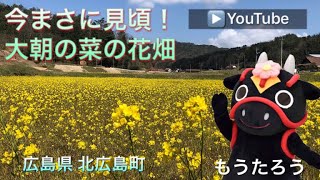 【勝手に観光PR❗️#5】〜広島県 北広島町『大朝 小枝の菜の花畑』が見頃を迎えています❣️〜