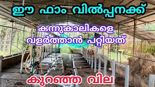 പശു പോത്ത് ആട് എല്ലാം വളർത്താൻ പറ്റിയസ്ഥലം #anwarvlog #farm #farmingvlog #anwarkeralapothvalarthal