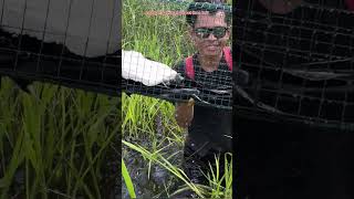 LANJUT ANGKAT PERANGKAP IKAN UMPAN BUAH SAWIT DI RAWA TENGAH HUTAN😅 #378 #bocahpecicilan