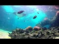 the magnificent gold coast aquarium underwater sounds sea life sleep music underwater ambience