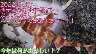 西伊豆の田子沖堤防でぶっこみ釣りする！今年は何か変だ💦