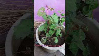 Grapes#subscribe# Short video #Youtube // #How To Fresh#Viral