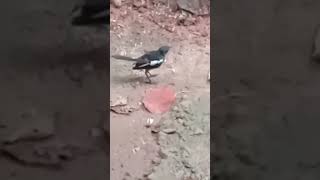 പാവം കിളി🐦‍⬛🐦‍⬛🐦‍⬛🐦‍⬛🐦‍⬛