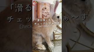 【滑る床】をチェックするうさぎ結果は？What is the bunny result to check [sliding floor]?　#shorts