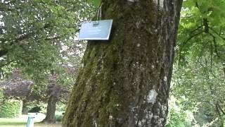 Kalopanaks (Kalopanax pictus), Arboretum Volčji Potok, Slovenija