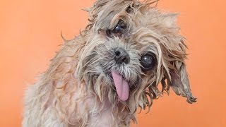 Adorable Wet Dogs You Can’t Get Enough Of