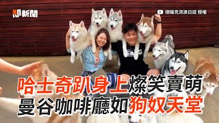 哈士奇趴身上燦笑賣萌🐶曼谷咖啡廳如狗奴天堂｜泰國｜旅遊｜二哈｜大型犬