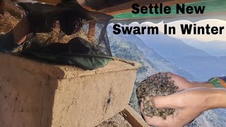 Settle New Swarm In Winter | Beekeeping At Home