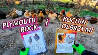 #chicken 🐓 Kury PLYMOUTH ROCK i KOCHIN OLBRZYMI - opis rasy i inne aktualności z kurnika.