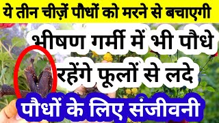 बाजार के महंगे खाद की जरूरत नहीं।गर्मियों का सबसे अच्छा खाद एक बार डालें,पूरी गर्मियों फूल खिलेंगे!!