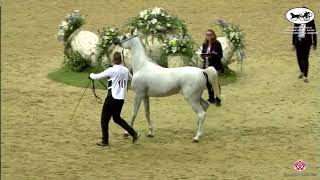 N 119 RB SUHAIL   Qatar Peninsula Horse Show for Individual Owners 2022   Colts 3 Years Old Class 6