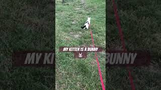 Is He Part Bunny