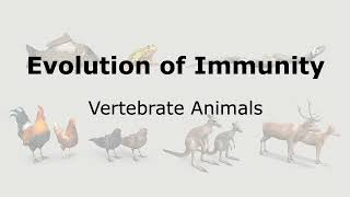 Evolution of Immunity: Vertebrate animals
