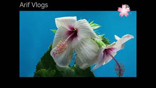 #various kinds of flowers 🌹# নানা ধরনের সুন্দর ফুলের সমাহার @arifblogs9446