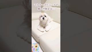 シールと本気で戦うマルチーズが可愛すぎるから見てw【シールと戦う2秒前】fight the seal  #shorts #犬