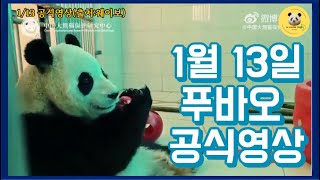 1월13일 푸바오 근황