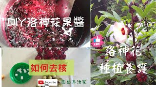 從種子到肚子~洛神花種植歷程\u0026洛神花果醬\u0026如何快速去核