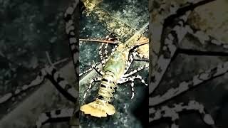 அதிக விலையுடைய சிங்கி இறால்/High priced lobster sea fish