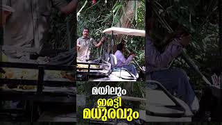 മയിലും ഇരട്ടിമധുരവും...