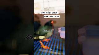 শালিক পাখির কান্ড দেখুন😲😱#shorts #ytshorts #youtubeshorts