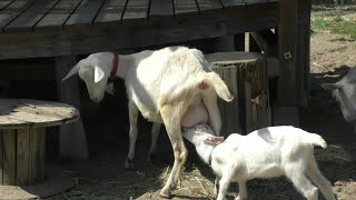 【いくとぴあ】 お乳を飲む子ヤギ