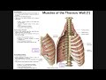 Muscles of the Thoracic Wall