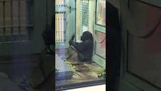 息子ゴリラの食べてる草を拝借する父モモタロウ😳 Momotaro takes away Kintaro's food 2022.11.18 kyoto city zoo #gorilla