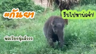 เมื่อพ่อขลุ่ยเรียกกันยา สาวน้อยรีบวิ่งแบบไม่รีรอ เด็กติดพ่อ #กันยา #elephant #ช้างน้อย #แม่โมลา