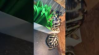 賀曼陸龜：互相合作的龜龜---搗蛋大王：小黑\u0026閃電之私生活Tortoises Lives