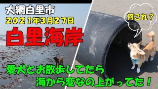 大網白里市　白里海岸　愛犬とお散歩してたら海から変なのが上がってた！