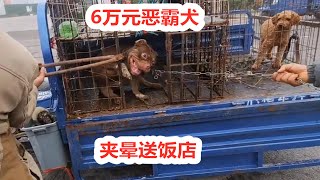 6万元买的恶霸犬，见人就咬，直接夹晕送饭店出售价格令人意外