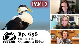 Species Profile: Common Eider (Part 2) | DU Podcast