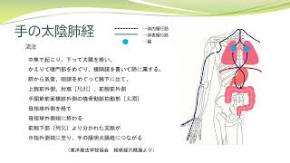 【経絡経穴を覚えよう】手の太陰肺経 流注 暗記用