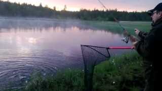 Vaaralampi Kirjolohi 1.37kg pohjaonki PowerBait musta/oranssi 08062013