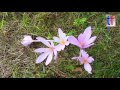 **colorful death der tod grüßt farbenfroh** meadow saffron herbstzeitlose 2016.