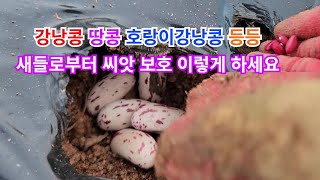 땅콩 강낭콩 옥수수 등 각종 씨앗 파종 후 새들로부터 피해 줄이는 방법