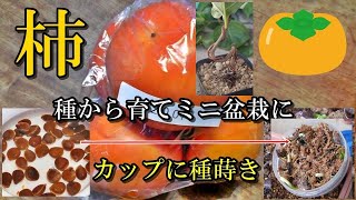 【食べた柿、種から育てミニ盆栽に】カップに種蒔き常温で発芽 鉢上げ後7ヶ月でこんなに育った