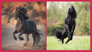 Funny Horses Show Strength Try Not To Laugh It's Really Strongest Horse Funny Video 2022 #20