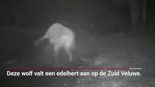 Spectaculaire beelden van wolf in gevecht met edelhert