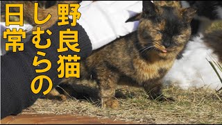 いよいよ冬・野良猫しむら他の安否確認