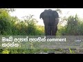 අපි අලිත් එක්ක ජීවත් වෙනවා wild elephants need to exist we need too human elephant conflict