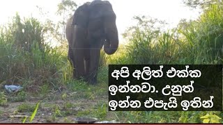 අපි අලිත් එක්ක ජීවත් වෙනවා | Wild elephants need to exist, we need too | human-elephant conflict