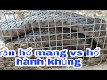 bẩy rắn hổ nghe người dân kể lại.dính rắn hổ mang vs hổ hành khủng.tập 23/tuấn săn bắt