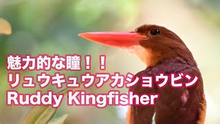 【石垣島のアカショウビン】魅力的な瞳！！リュウキュウアカショウビン Ruddy Kingfisher