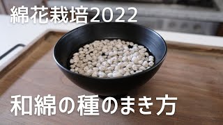 【綿花栽培】和綿の種のまき方