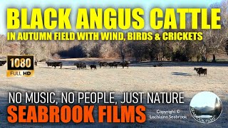 Black Angus Cattle in Autumn Field