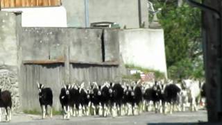 Swiss Goats Coming Home from their Daily Graze.